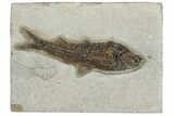 Eocene Fossil Fish (Knightia) - Wyoming #233866-1